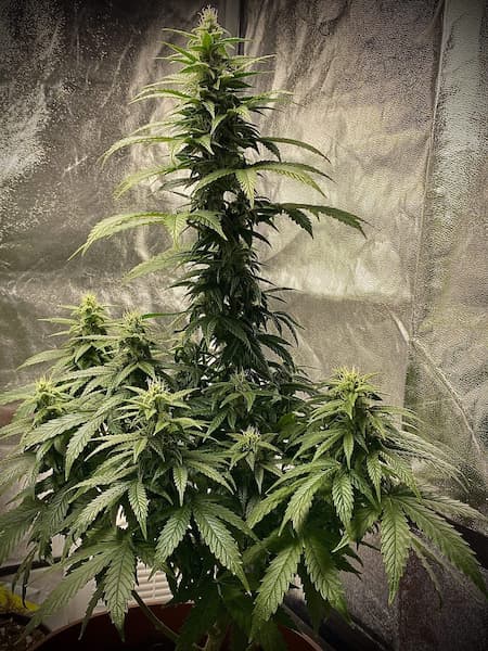 Strawberry Shortcake Auto semilla > Pure Instinto | Semillas de marihuana autoflorecientes  |  Índica